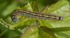 Malacosoma neustria